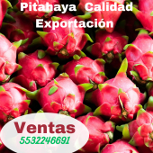  - Flor de Dragón