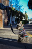 - Molly & Robbie - Ropa para mascotas