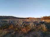  - Once Puyas - Mezcaleros 3 esencias