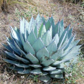  - Once Puyas - Mezcaleros 3 esencias