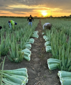  - Global Aloe