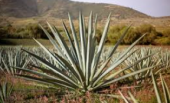  - Once Puyas - Mezcaleros 3 esencias