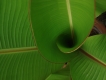 verde natural