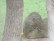 zooparqueloro