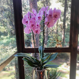 Variedad de colores  - Florería Aurora Flowers & Co. en Puebla y CDMX - Puebla
