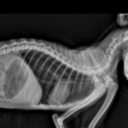 LÁAK Radiología Móvil - Puebla