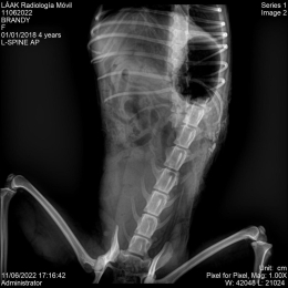 LÁAK Radiología Móvil - Puebla