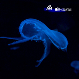 Acuario Michin Puebla - Puebla