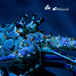 Acuario Michin Puebla - Puebla