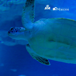 Acuario Michin Puebla - Puebla