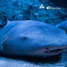 Acuario Michin Puebla - Puebla