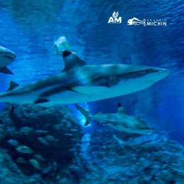 Acuario Michin Puebla - Puebla
