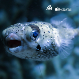 Acuario Michin Puebla - Puebla