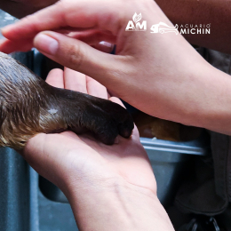 Acuario Michin Puebla - Puebla